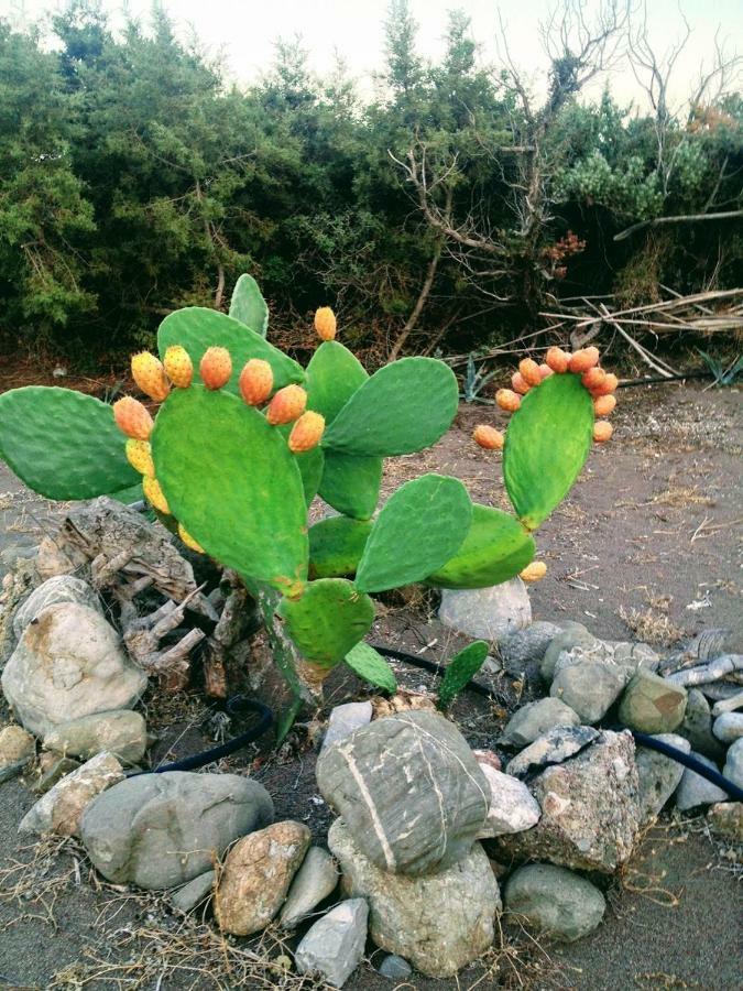 Ktima Tzaneti Βίλα Λαχανιά Εξωτερικό φωτογραφία