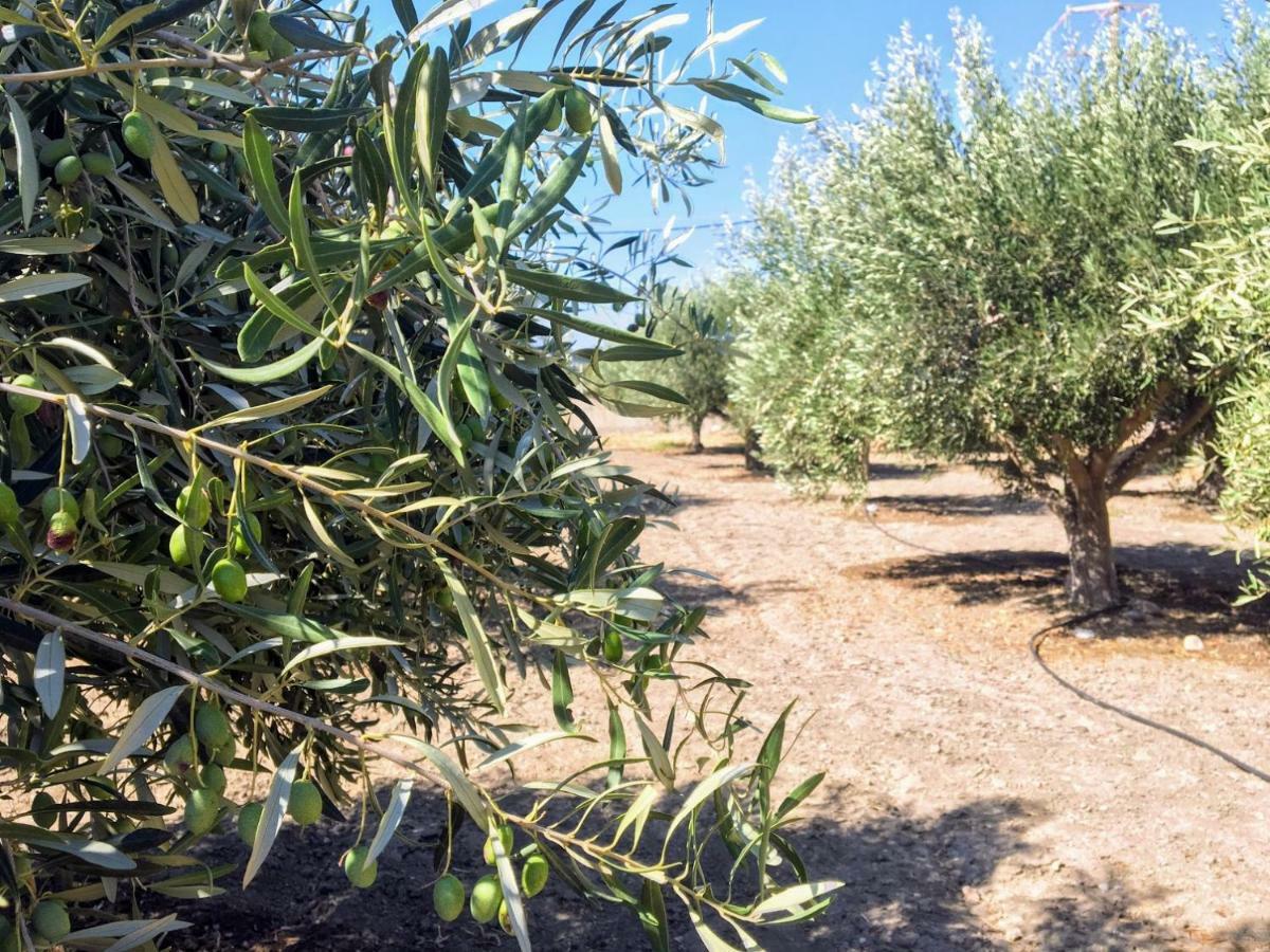 Ktima Tzaneti Βίλα Λαχανιά Εξωτερικό φωτογραφία